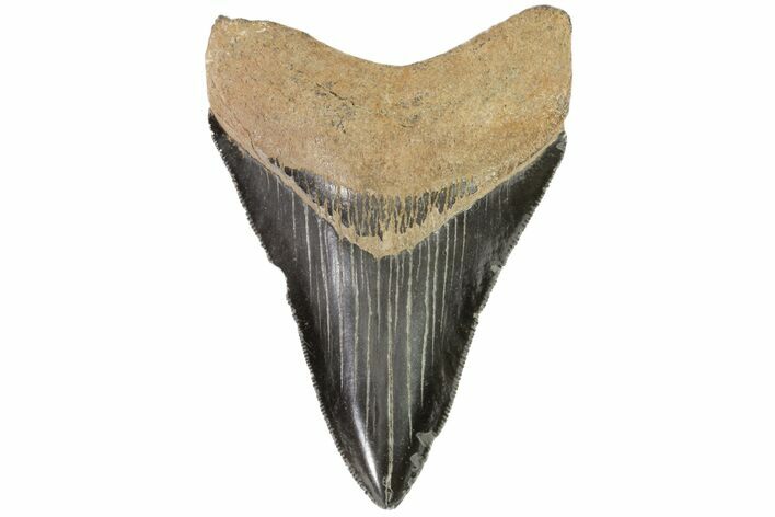 Serrated, Fossil Megalodon Tooth - Georgia #75778